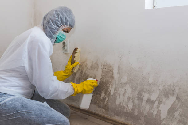 Best Mold Testing  in Morse, LA