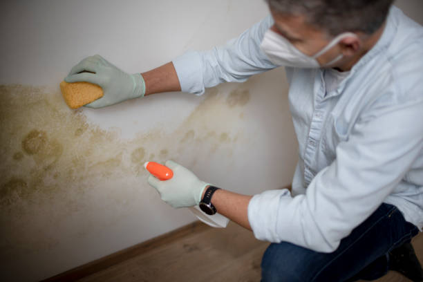 Trusted Morse, LA Mold Removal Experts