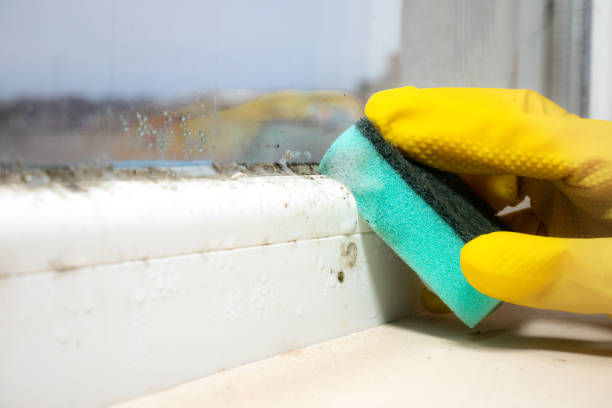 Attic Mold Removal in Morse, LA