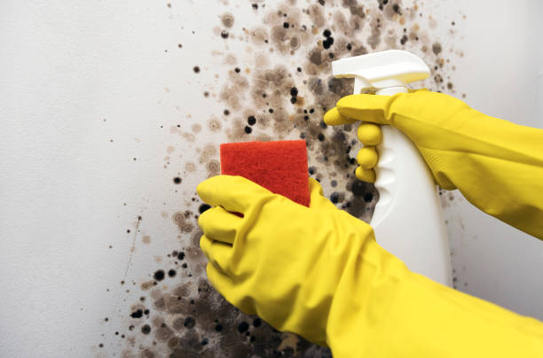 Certified Mold Removal in Morse, LA