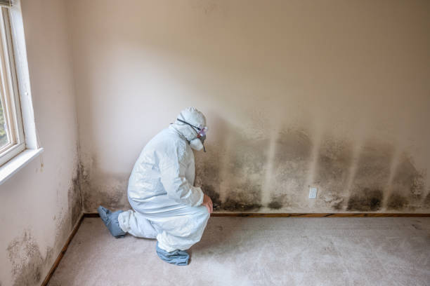 Best Toxic Mold Removal  in Morse, LA