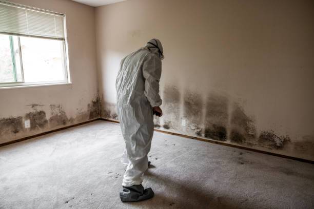 Best Mold Damage Repair  in Morse, LA