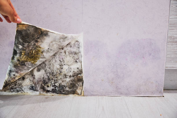 Best Toxic Mold Removal  in Morse, LA